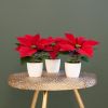 Poinsettia