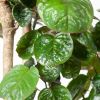 Bladeren Polyscias close up