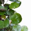 Polyscias Fabian - Aralia - P12