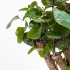 Polyscias Fabian - Aralia - P12