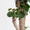 Polyscias Fabian - Aralia - P17