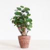 Polyscias Fabian - Aralia - P12