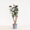 Polyscias Fabian - Aralia - P17