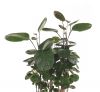 Polyscias Fabian blad