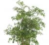 Polyscias Ming blad