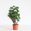 Polyscias Fabian - Aralia - P12