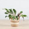 porto terima kasih plantenpot