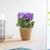 primula paars