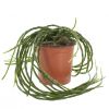 Rhipsalis Paradoxa