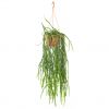 Rhipsalis Paradoxa - P 20 cm