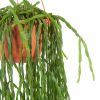 Rhipsalis Paradoxa - P 20 cm
