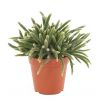 Rhipsalis Horrida