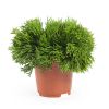 Rhipsalis Burchelli