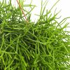 Rhipsalis