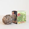 Roos van Jericho doos