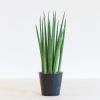 Sansevieria Cylindrica Straight - P12