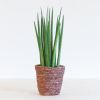 Sansevieria Cylindrica Straight - P12