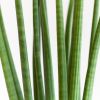 Sansevieria Cylindrica Straight - P12