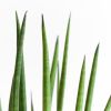 Sansevieria Cylindrica Straight - P12