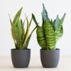 twee sansevieria plantjes