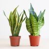 Sansevieria duo