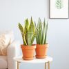 Sansevieria-Duo-p12-Lifestyle