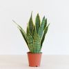 Sansevieria-Laurentii-p12-1
