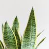 Sansevieria-Laurentii-p12-3