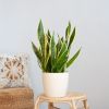 Sansevieria-Laurentii-p21-Lifestyle
