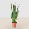 sansevieria zeylanica plant