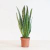 Sansevieria Seylanica vrouwentong