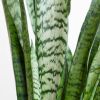 Sansevieria-Zeylanica-p17-4