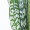Sansevieria-Zeylanica-p17-9