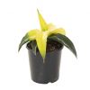 Sansevieria star canary