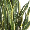 Sansevieria Blad close up