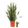 Sansevieria Laurentii