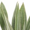 Sansevieria Metallica blad