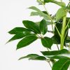 Schefflera amate blad