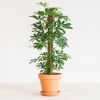 Schefflera Arboricola Nora (met mosstok) - p17