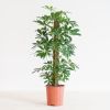 Schefflera Arboricola Nora (met mosstok) - p17