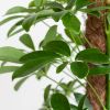 Schefflera Arboricola Nora (met mosstok) - p17