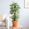 Schefflera-Arboricola-Nora-P17-Lifestyle