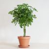 Schefflera Arboricola Nora - p19