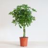 Schefflera Arboricola Nora - p19