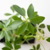Schefflera op lavasteen