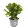 Lidcactus wit
