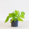 Scindapsus Neon - Epipremnum 'Golden Pothos' - P12