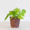 Scindapsus Neon - Epipremnum 'Golden Pothos' - P12