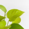 Scindapsus Neon - Epipremnum 'Golden Pothos' - P12
