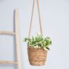 Scindapsus N'joy - Epipremnum Variegata - P12 (hangplant)